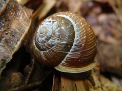 Allogona ptychophora