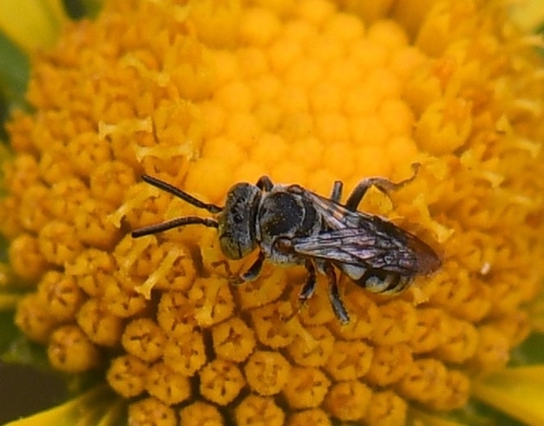 iNaturalist observation photo of Honey Bees, Bumble Bees, and Allies
