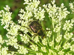 Trichiotinus lunulatus