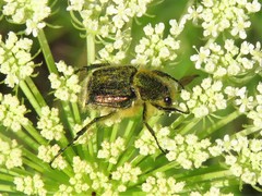 Trichiotinus lunulatus