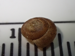 Discus shimekii