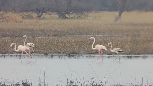 iNaturalist image