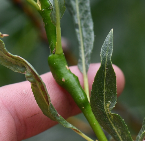 iNaturalist observation photo of Willow Gall Midges
