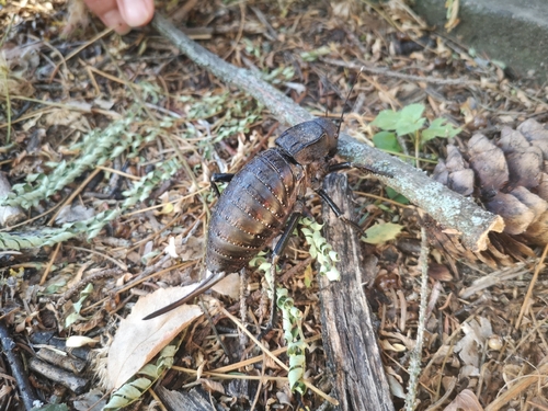 Bronze Glandular Bush-cricket