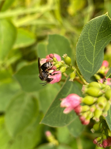 Foto von Auen-Schenkelbiene