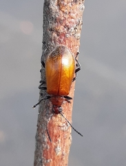 Ecnolagria rufescens