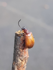 Ecnolagria rufescens