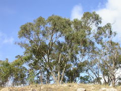 Eucalyptus lockyeri exuta