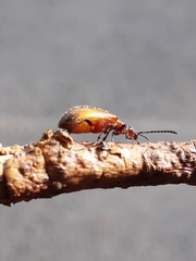 Ecnolagria rufescens