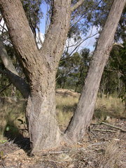 Eucalyptus lockyeri exuta