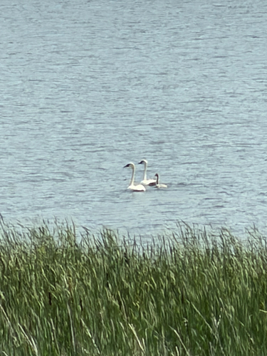 Trumpeter Swan