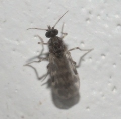 Culicoides