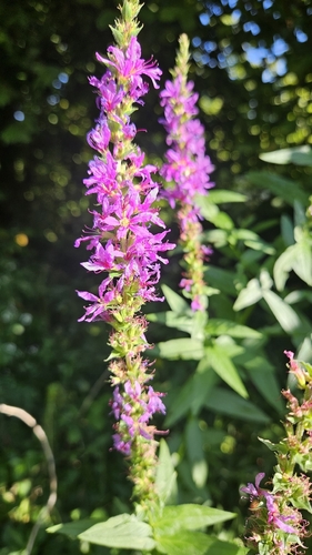 purple loosestrife