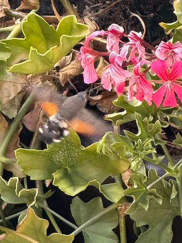 Eurasian Hummingbird Hawkmoth