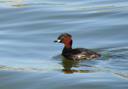 iNaturalist image