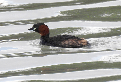 iNaturalist image
