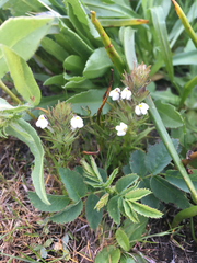 Triphysaria versicolor
