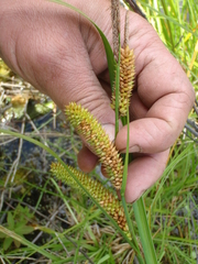 Carex extensa