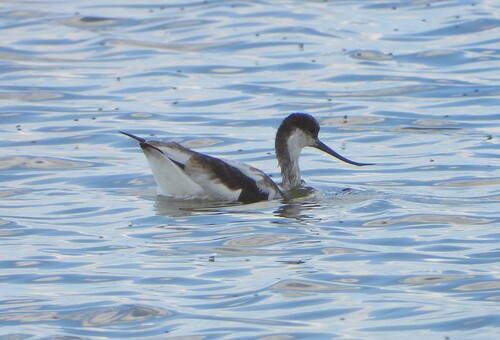 iNaturalist image