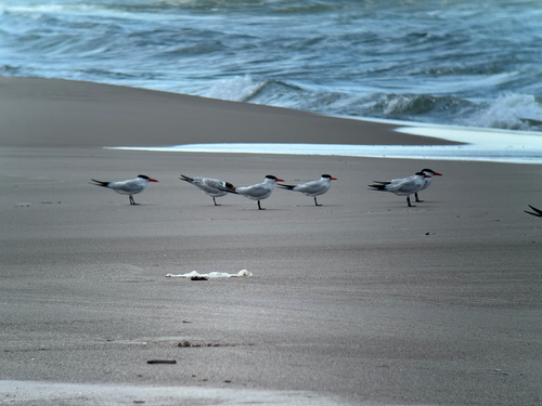 iNaturalist image