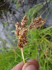 Carex cusickii