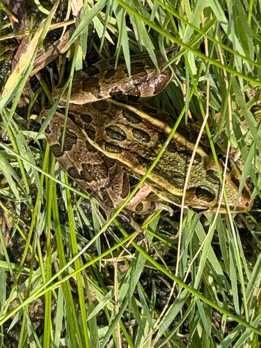 Northern Leopard Frog