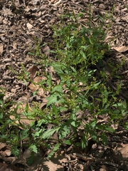 Rorippa sessiliflora