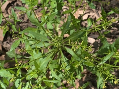 Rorippa sessiliflora