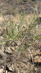 Gomphocarpus fruticosus, photograph author not stated, no rights reserved