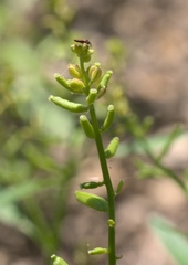 Rorippa sessiliflora