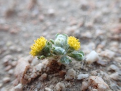 Eriophyllum pringlei