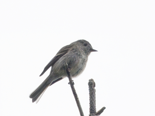 Dusky Flycatcher