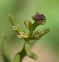 Rorippa sessiliflora