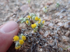 Eriophyllum pringlei