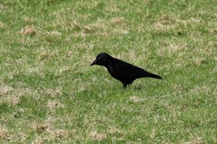 Corvus corone corone