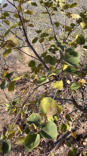 Dombeya rotundifolia, photograph 6