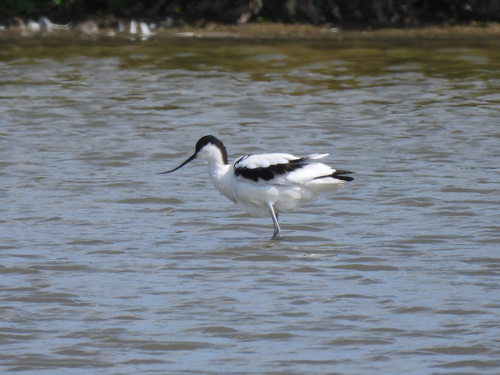 iNaturalist image