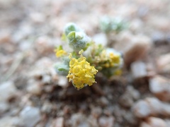 Eriophyllum pringlei
