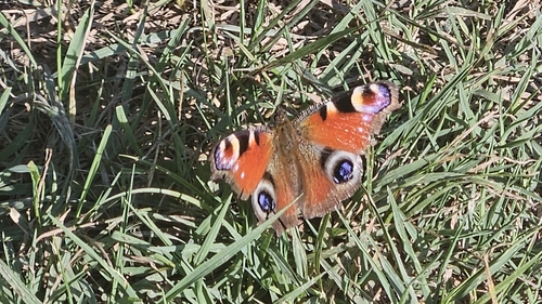 European Peacock Butterfly