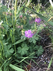 Geranium × cantabrigiense