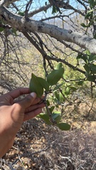 author not stated, no rights reserved Strychnos madagascariensis, photograph author not stated, no rights reserved