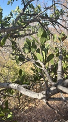 author not stated, no rights reserved Strychnos madagascariensis, photograph author not stated, no rights reserved