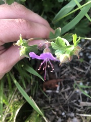 Geranium × cantabrigiense
