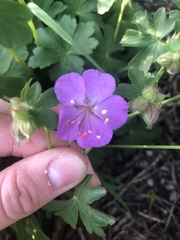 Geranium × cantabrigiense