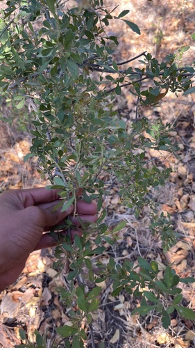 Searsia pentheri, photograph 2