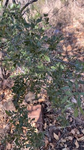 Searsia pentheri, photograph 3