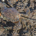 Blackpoint Sculling Crab - Photo (c) Liz Osborn, some rights reserved (CC BY-NC), uploaded by Liz Osborn