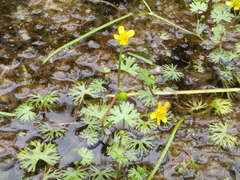Ranunculus gmelinii