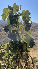 Ficus abutilifolia