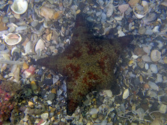 Anthenea sidneyensis